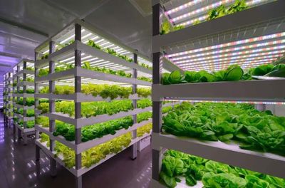 從中日荷&ldquo;植物工廠&rdquo;,看未來農(nóng)業(yè)~