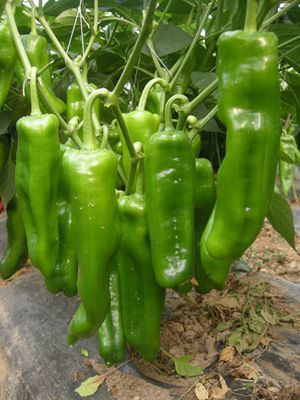 【蔬菜種子辣椒 超大泡椒種子種子 【國農(nóng)601】】價格_廠家 - 中國供應商