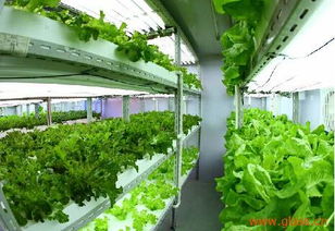 奧玻研發(fā)高科技產(chǎn)品 植物光源